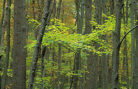 Depletion of nitrogen in forest soil could reduce trees' ability to offset climate change
